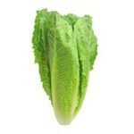 Lettuce