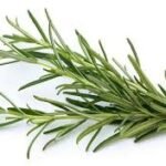 Rosemary Balady - 100 g