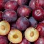 Sweet Cherry Plum