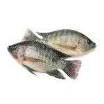 Tilapia Fish 250g - Approx 4 pieces per KG