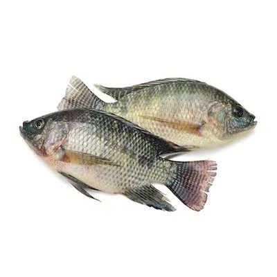 Tilapia Fish 250g - Approx 4 pieces per KG