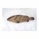 Hamour Fish 2KG - Approx 1 piece per KG