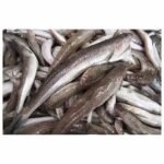 Macarona Fish Defrosted 500g - Approx 6 pieces per KG