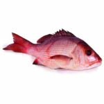 Bohar Fish 2KG - Approx 4 pieces per KG