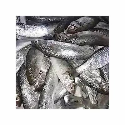 Sehlia Fish 500g - Approx 2 pieces per KG