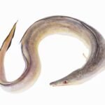 Big Eel 1KG - Approx 1 piece per KG