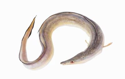 Big Eel 1KG - Approx 1 piece per KG