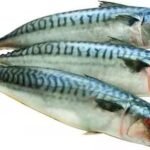 Defrosted Premium Mackerel 1KG - Approx 3 pieces per KG