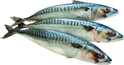Defrosted Premium Mackerel 1KG - Approx 3 pieces per KG