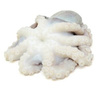 Octopus – Big Size 1KG – Approx 1 piece per KG