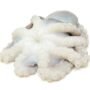 Octopus - Big Size 1KG - Approx 1 piece per KG